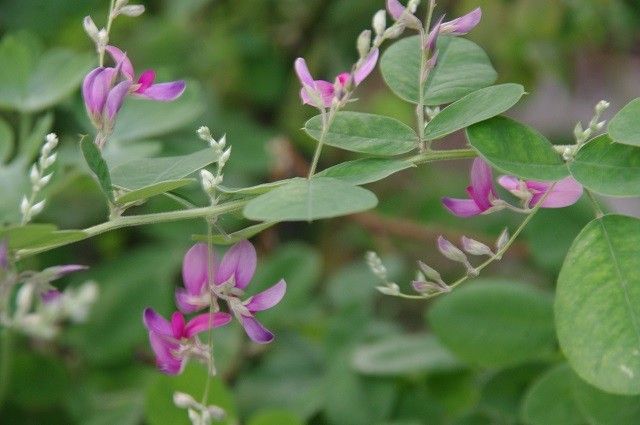 季節の花とそうでない花