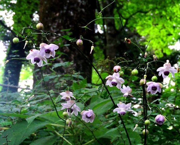 レンゲショウマ見納め(奥多摩・御岳山)