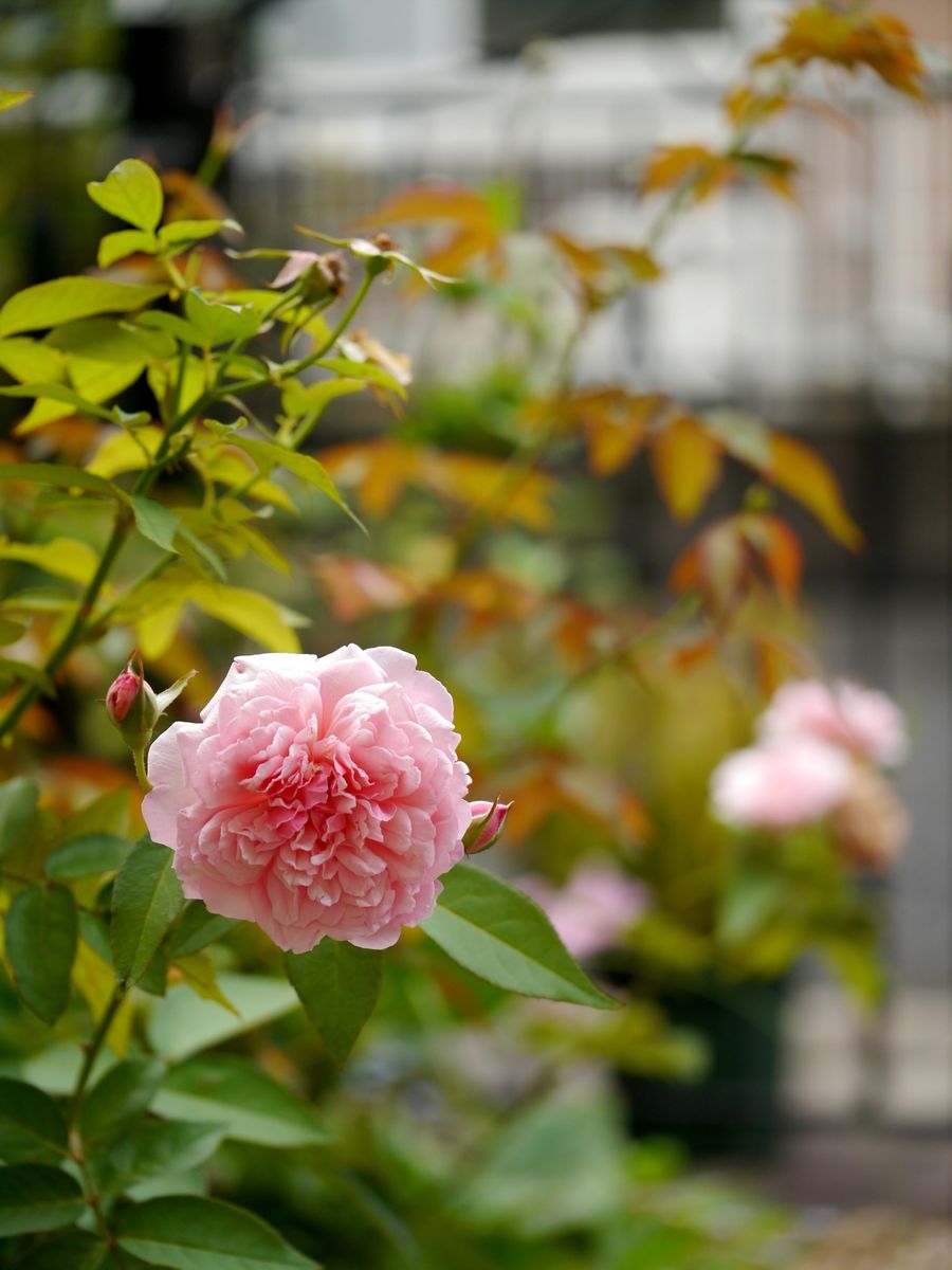 お庭の花