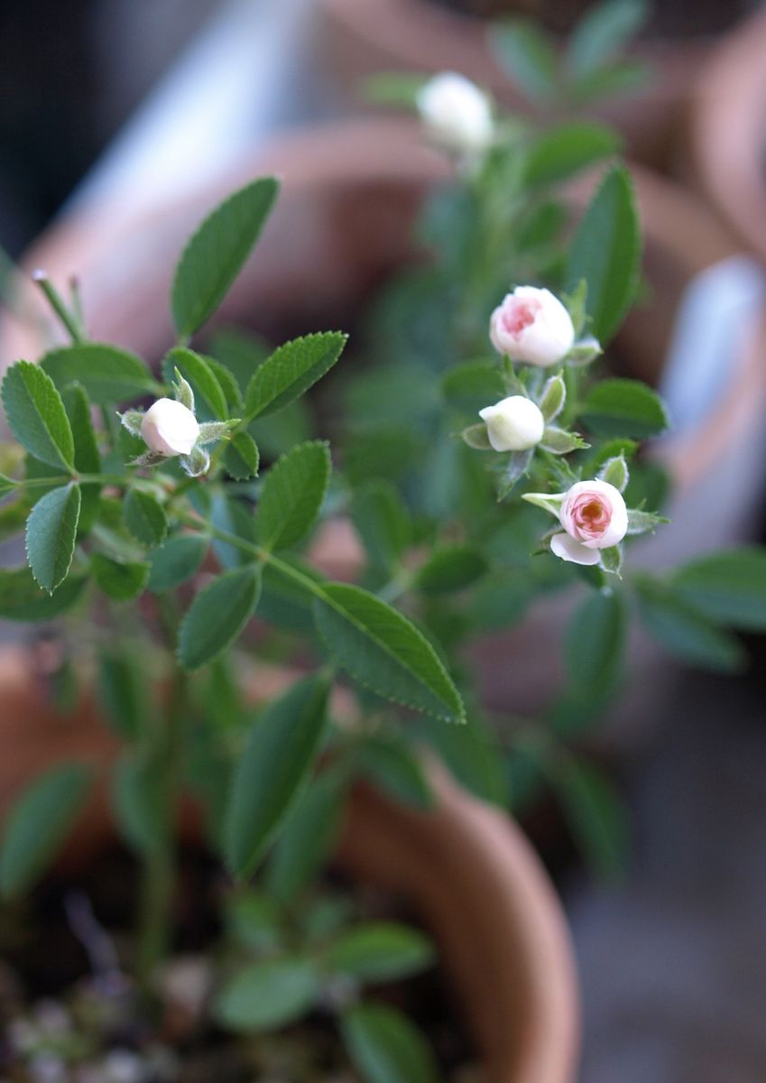 初めて咲いた、レンゲローズ実生の花