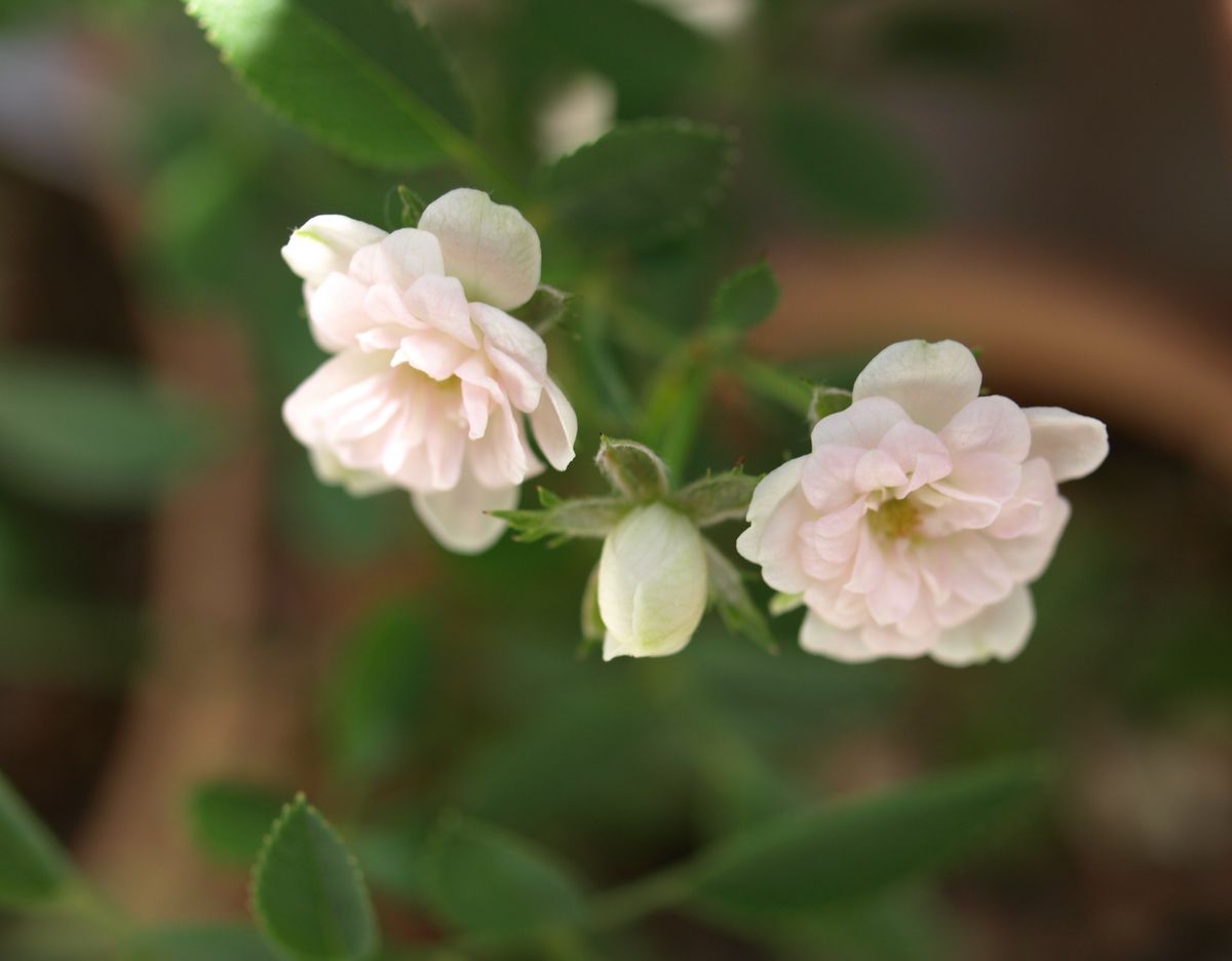 初めて咲いた、レンゲローズ実生の花