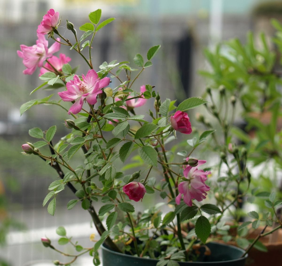 初めて咲いた、レンゲローズ実生の花