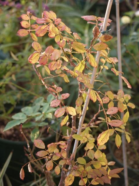 薔薇の紅葉ってなんだろう