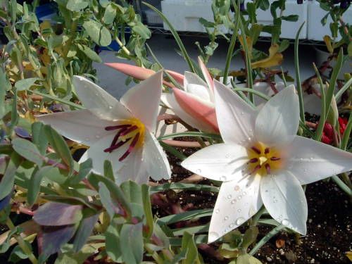 今朝のお花たち