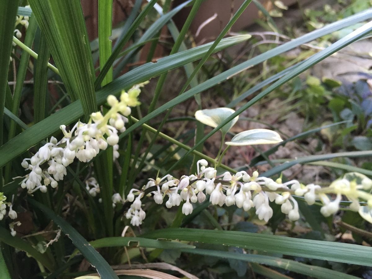 下草もお花綺麗です