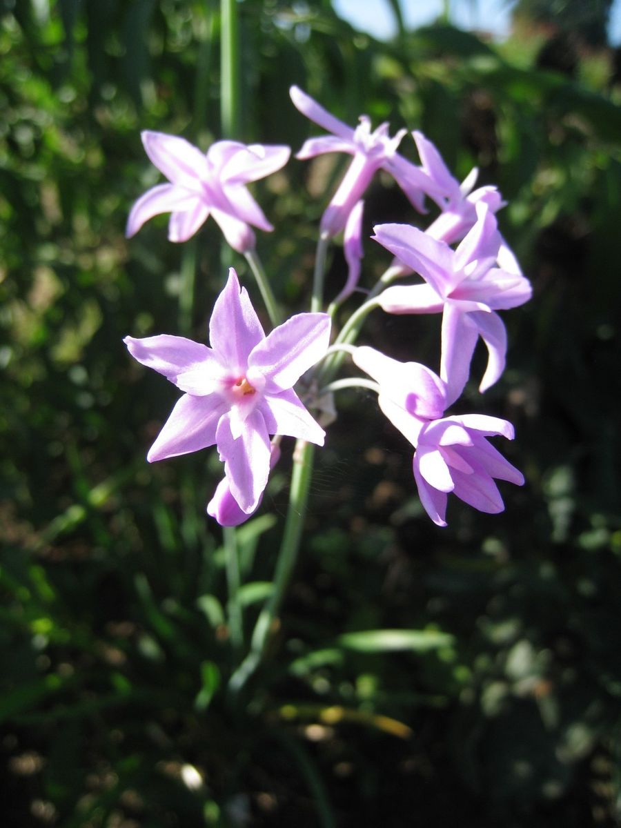 紫色の花・果実