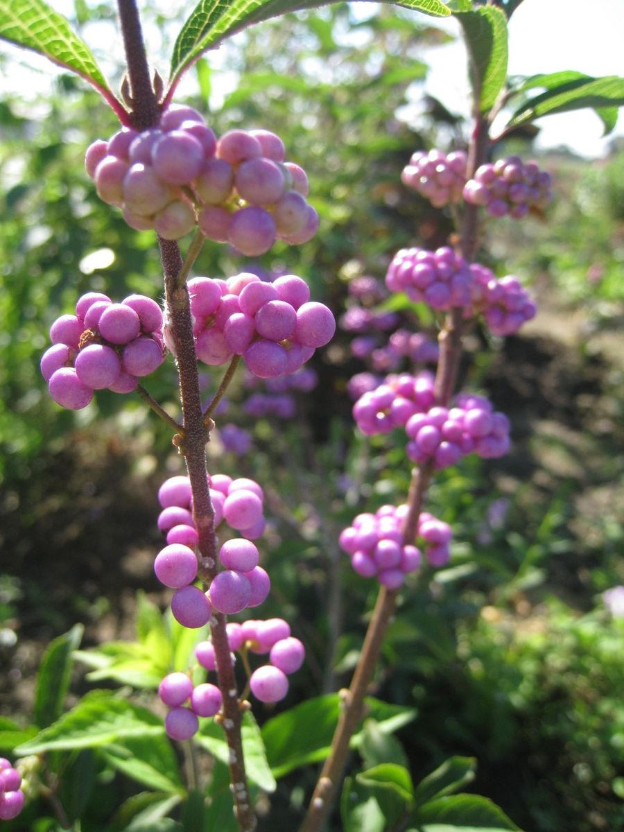 紫色の花・果実