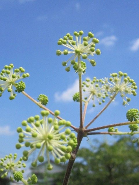 タラの木の花