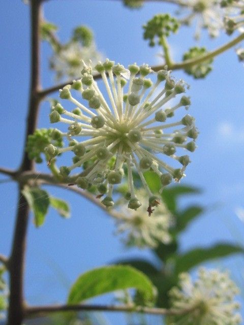 タラの木の花