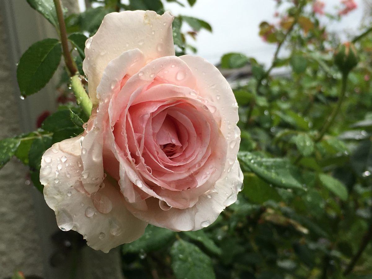 雨上がり✧‧˚