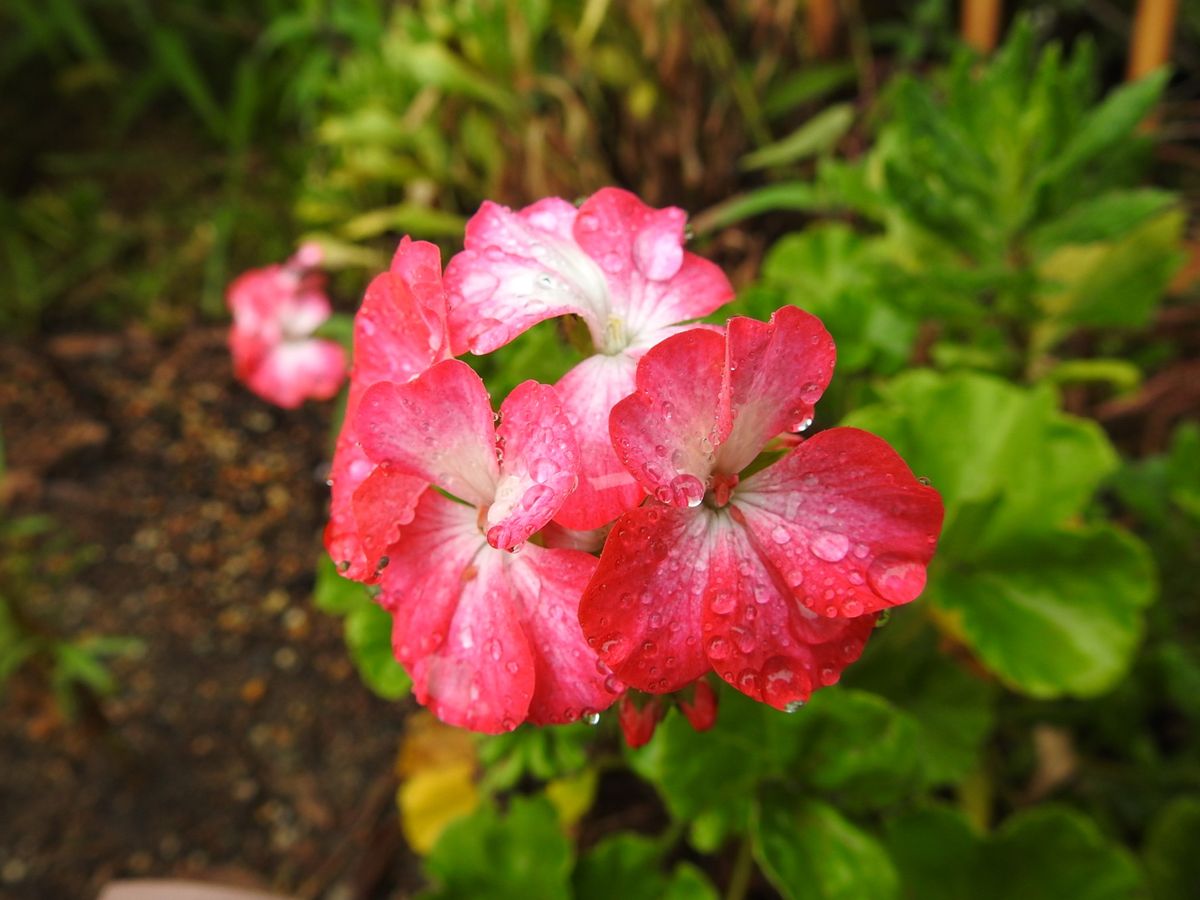 初秋の雨に濡れて。