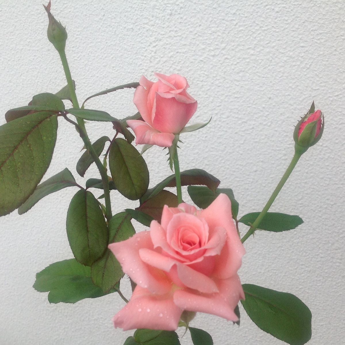 今朝のバラ…殿堂入りのバラ編❣️