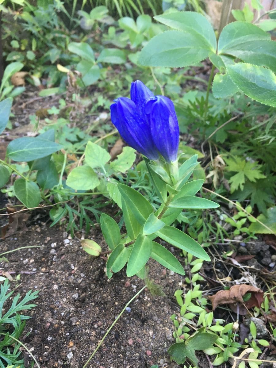 お留守番の花たち シナノリンドウ