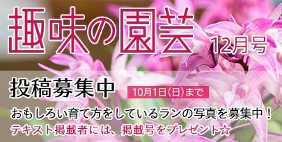 『趣味の園芸』12月号で、おもしろい育て方をしているランの写真を募集！（掲載誌プレゼント☆）