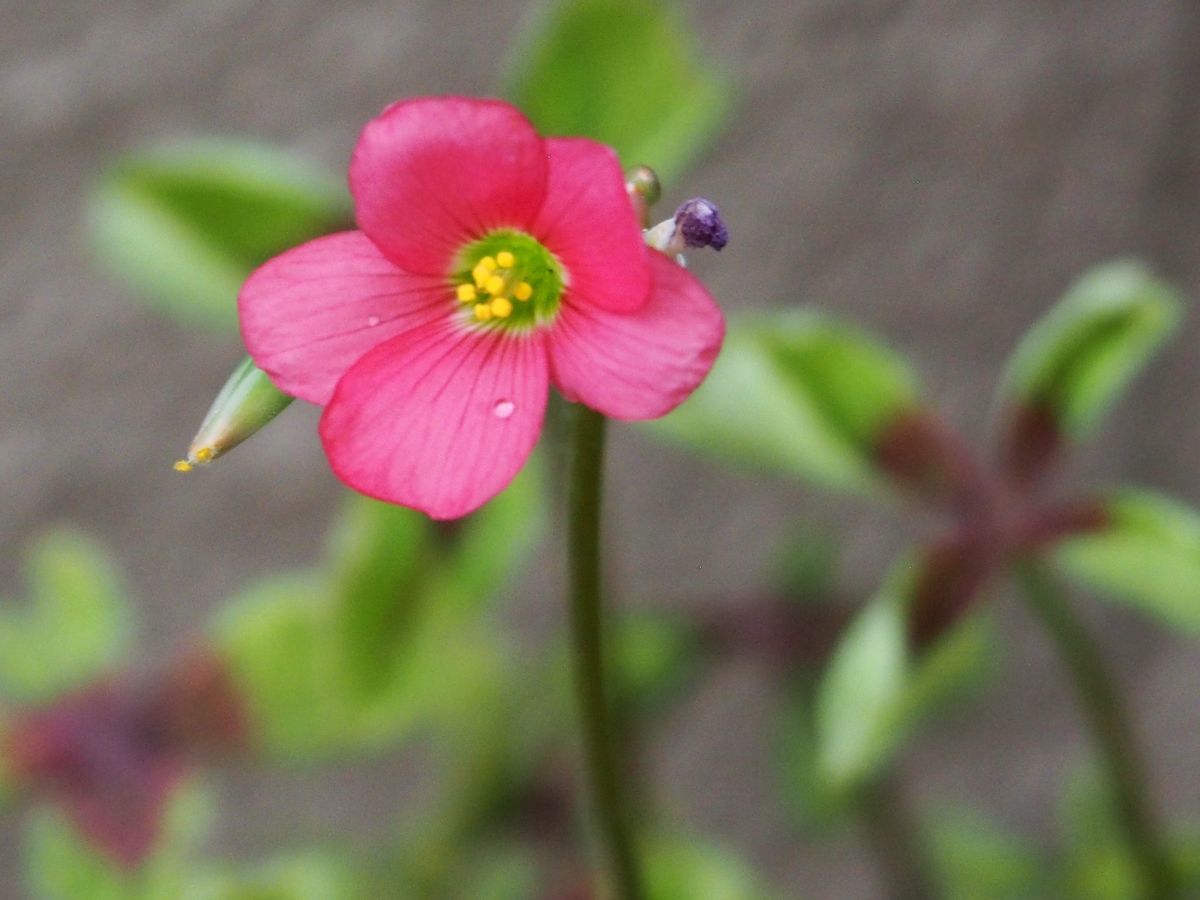 雨の朝に咲いていました♪