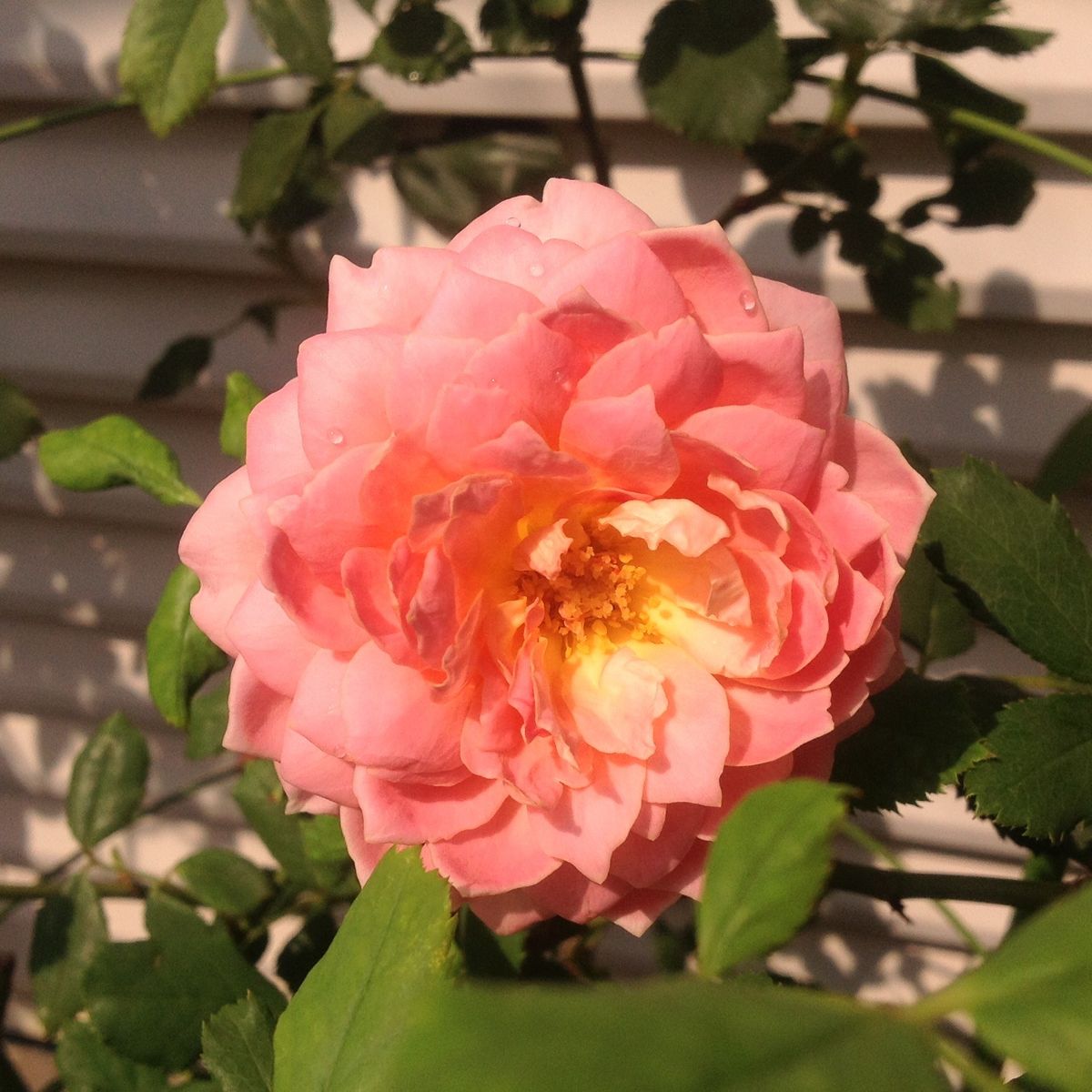 今日の薫る薔薇❣️