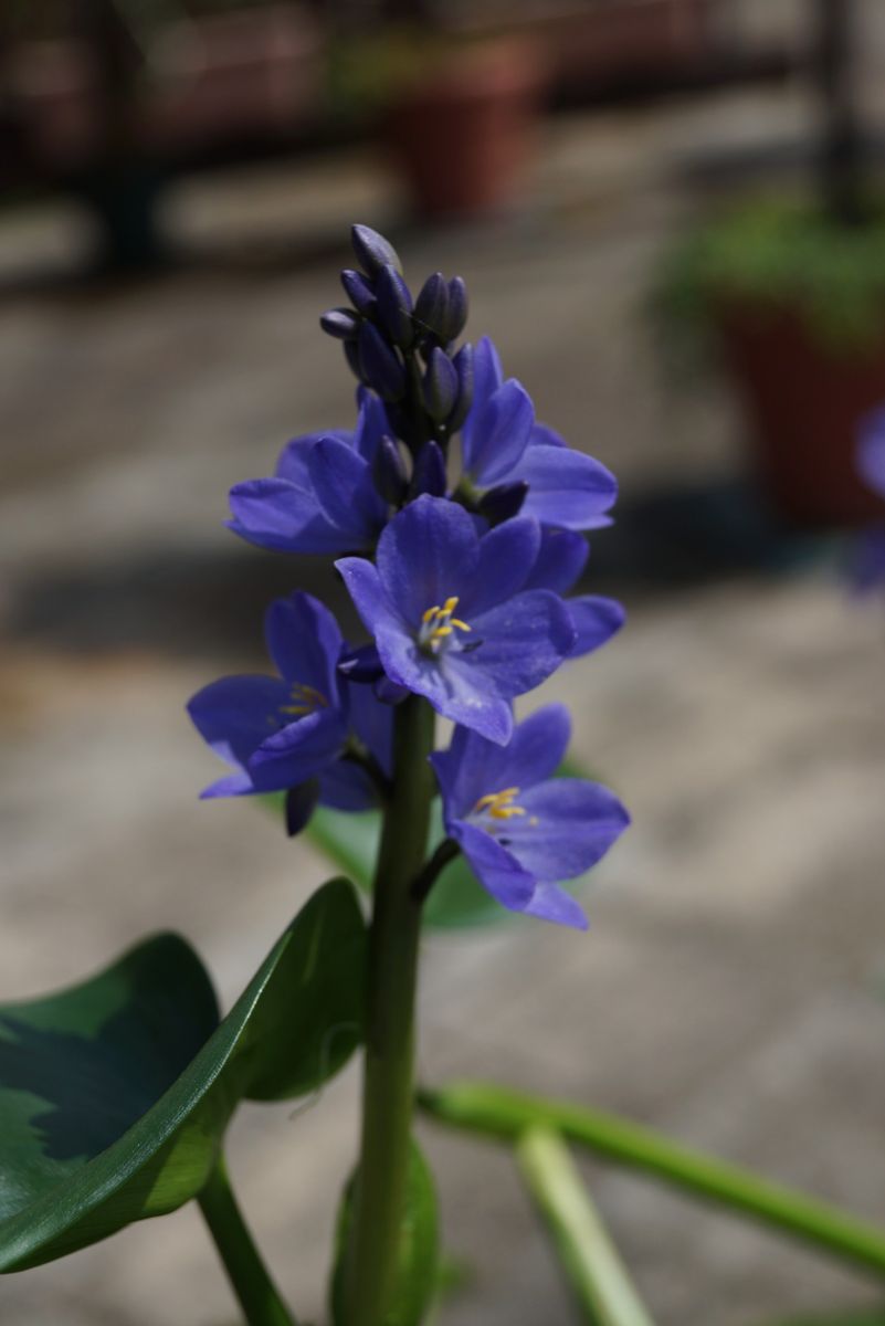 水生植物公園みずの森