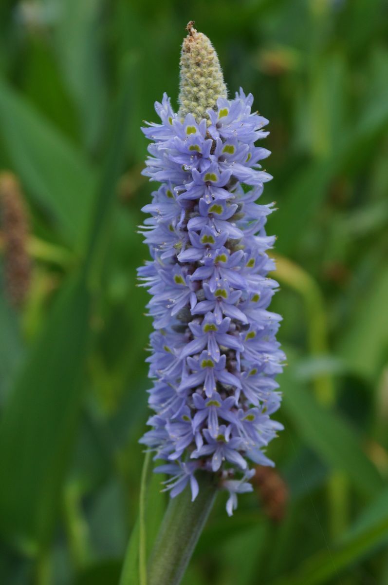 水生植物公園みずの森