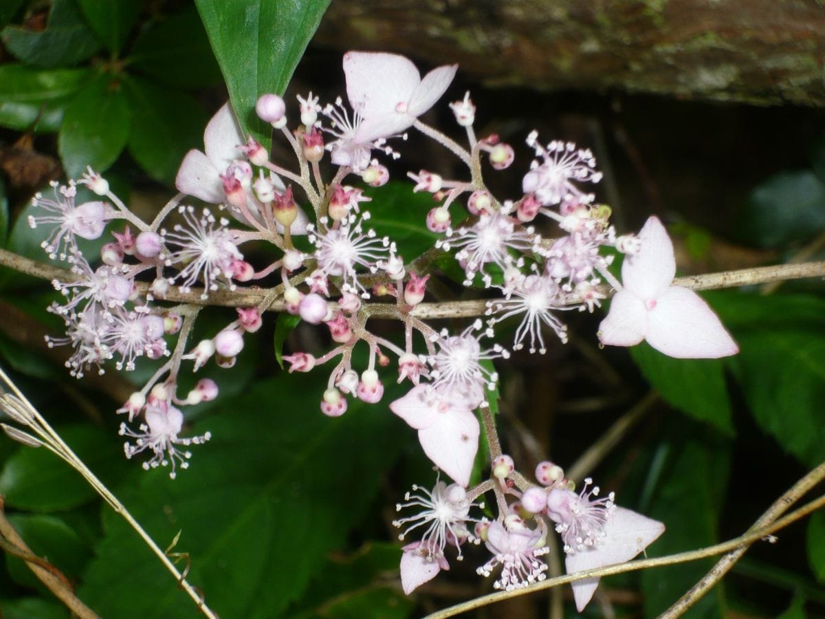 秋の草花