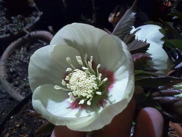 銅葉色の新芽の花