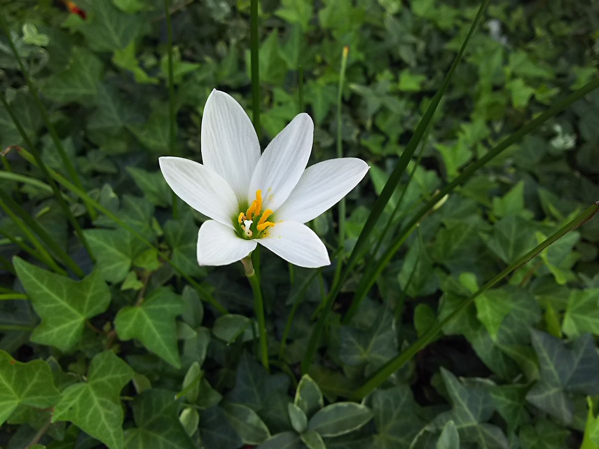 今咲いてる花