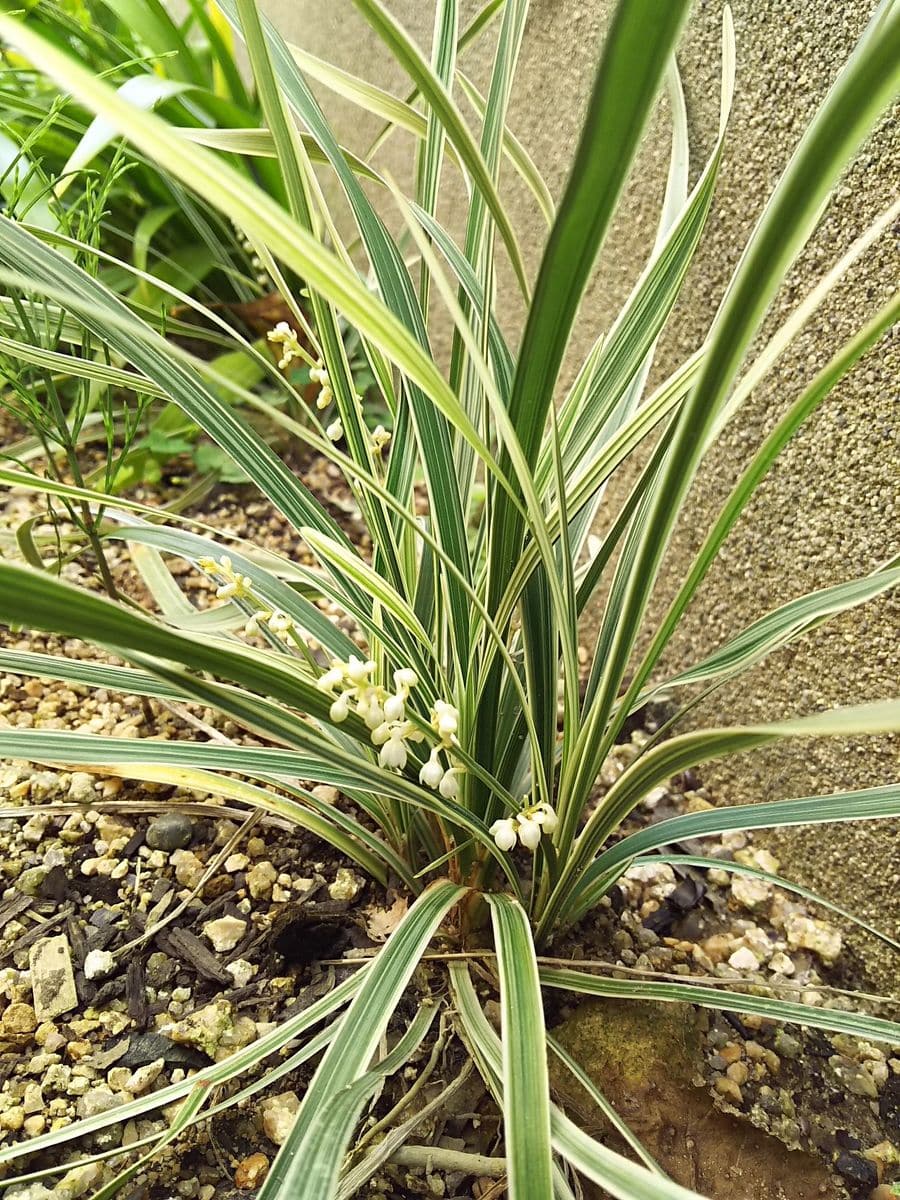 今咲いてる花