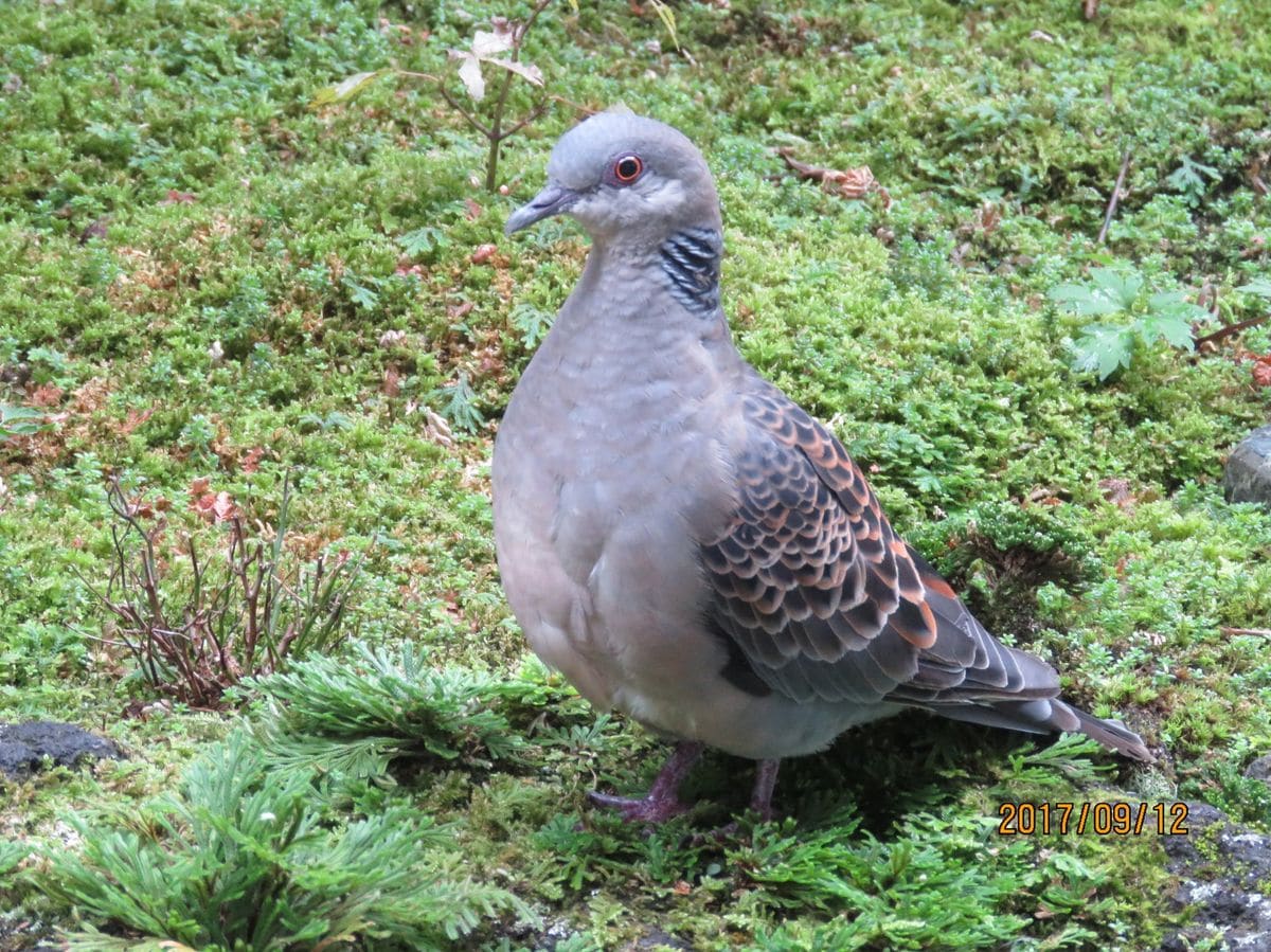 けさのキジバトさん、固まっています