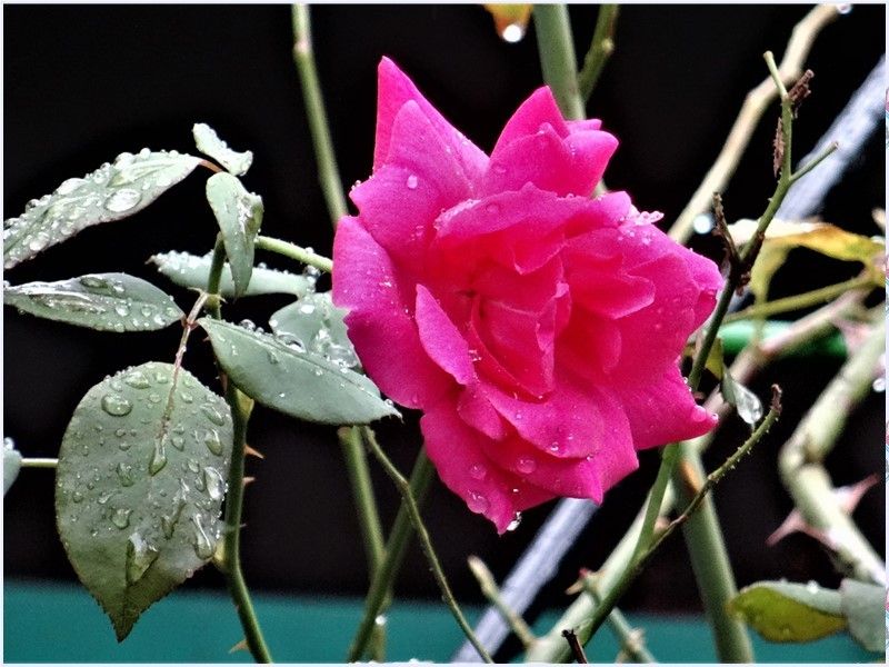 🌹雨上がり早朝に見たつるバラ🌹