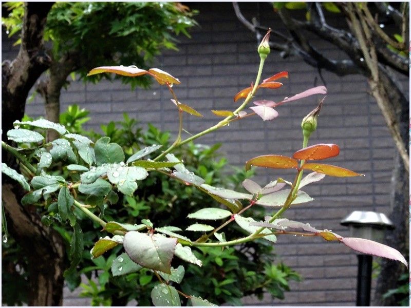 🌹雨上がり早朝に見たつるバラ🌹