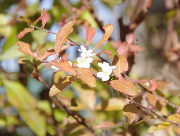 ユキヤナギ咲く