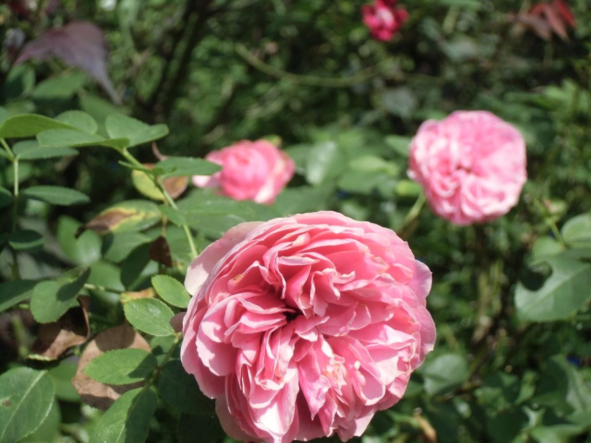 今日の薔薇　桃色薔薇編