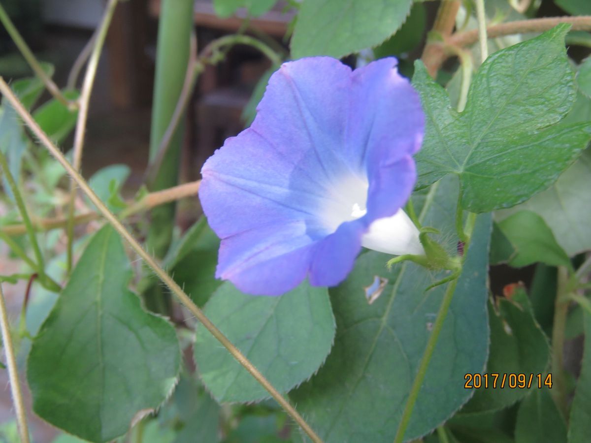 苔庭・ゆく夏を惜しんで咲く花たち