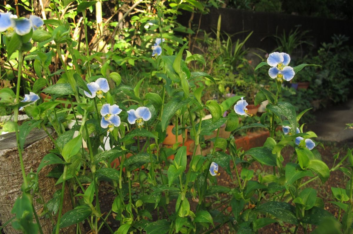 庭の花～9月