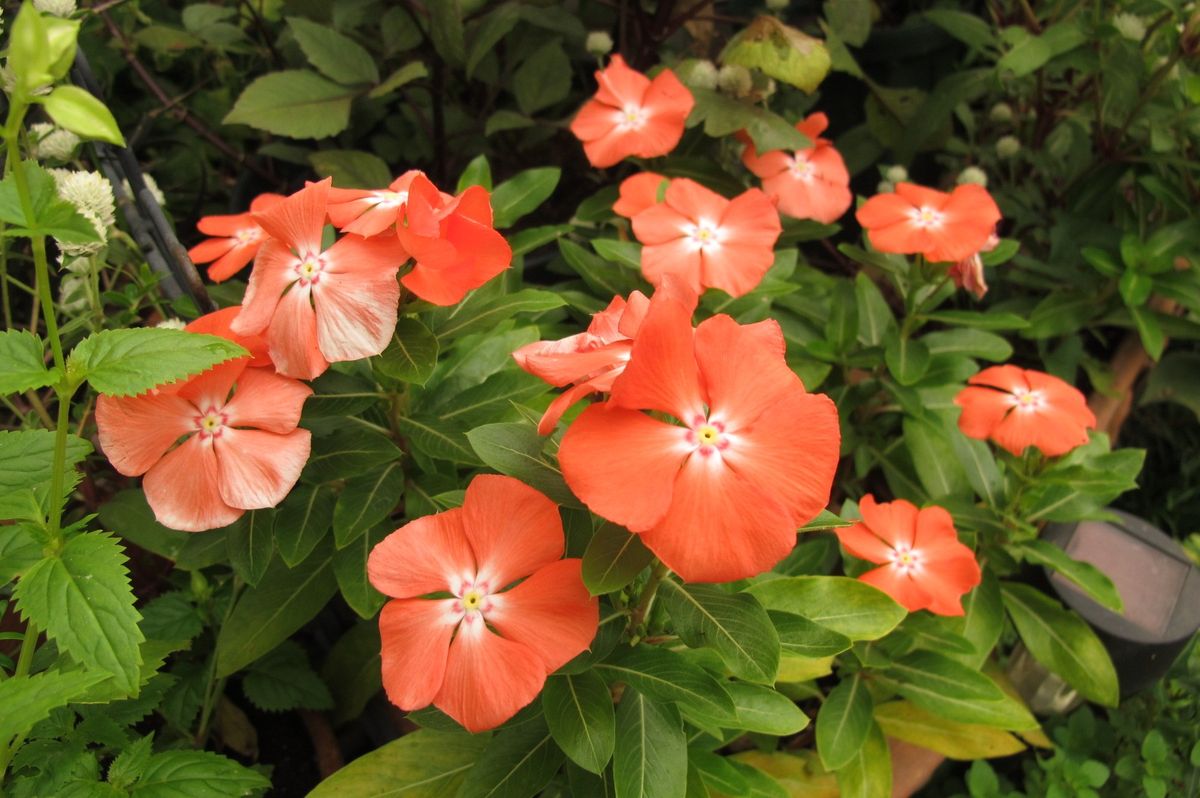 庭の花～9月