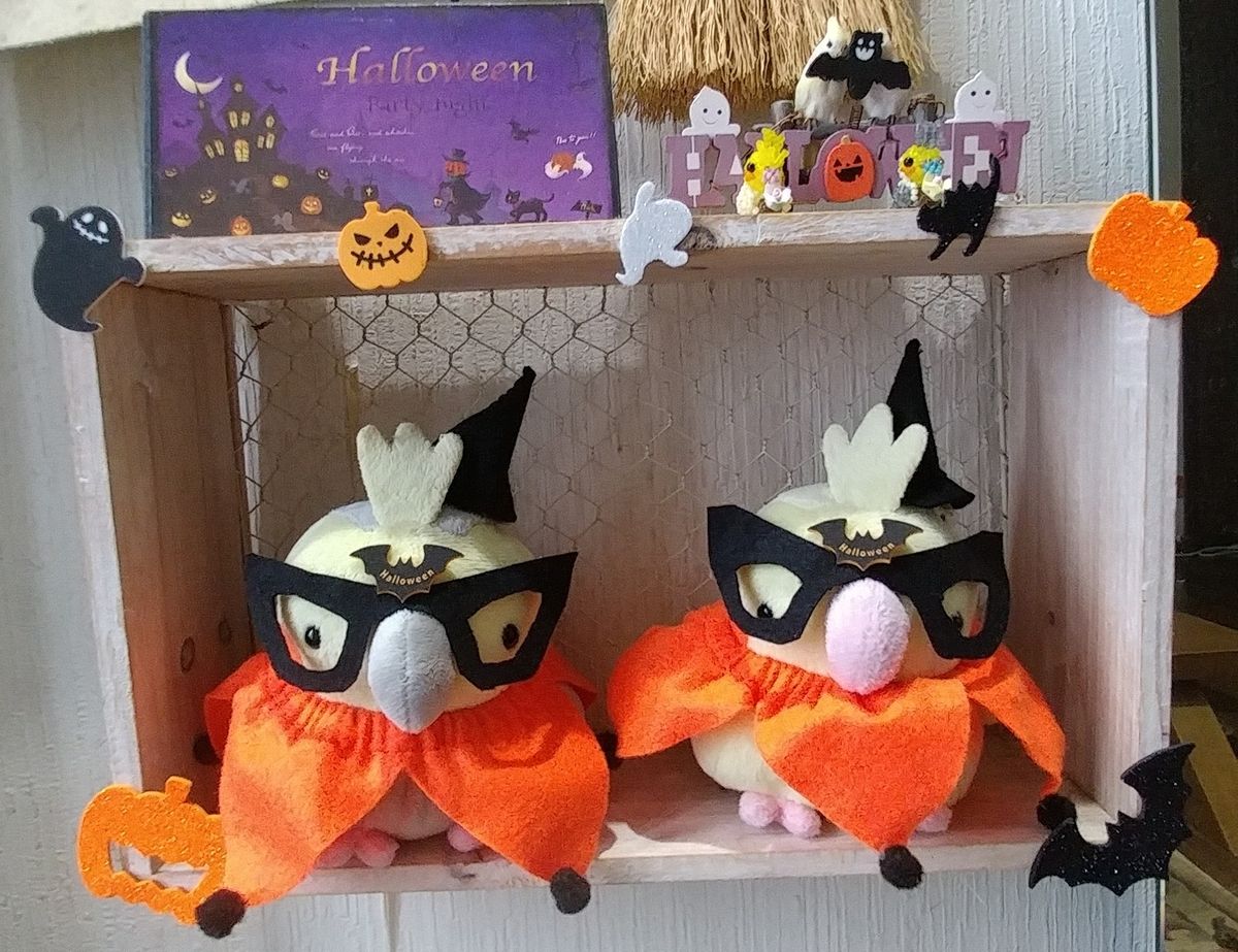 ハロウィン🎃仕様に🐤