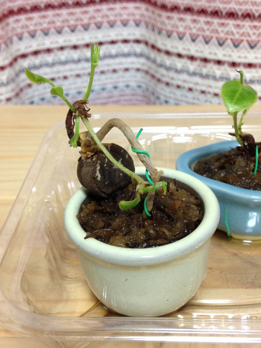 ツバキの水苔実生 〜出葉〜