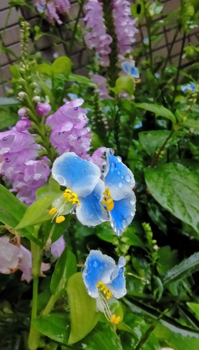 雨の日のツユクサとバラ