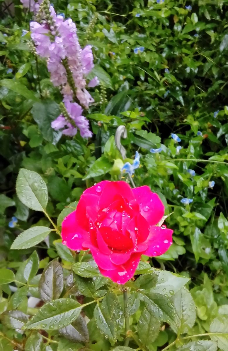 雨の日のツユクサとバラ