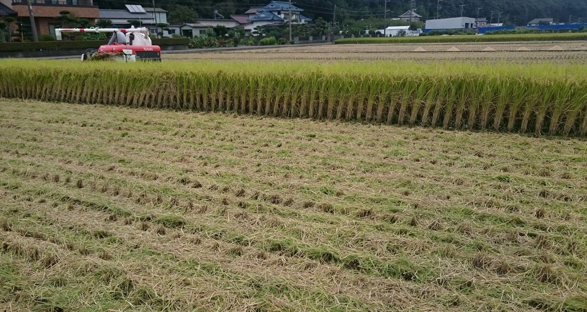 超高速！稲刈作業