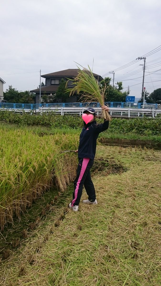 超高速！稲刈作業