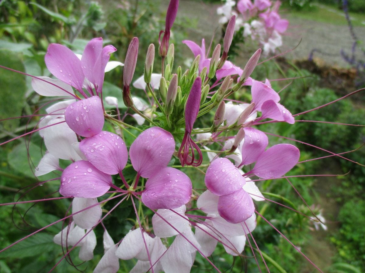 撫子薔薇園拡張工事始まる！