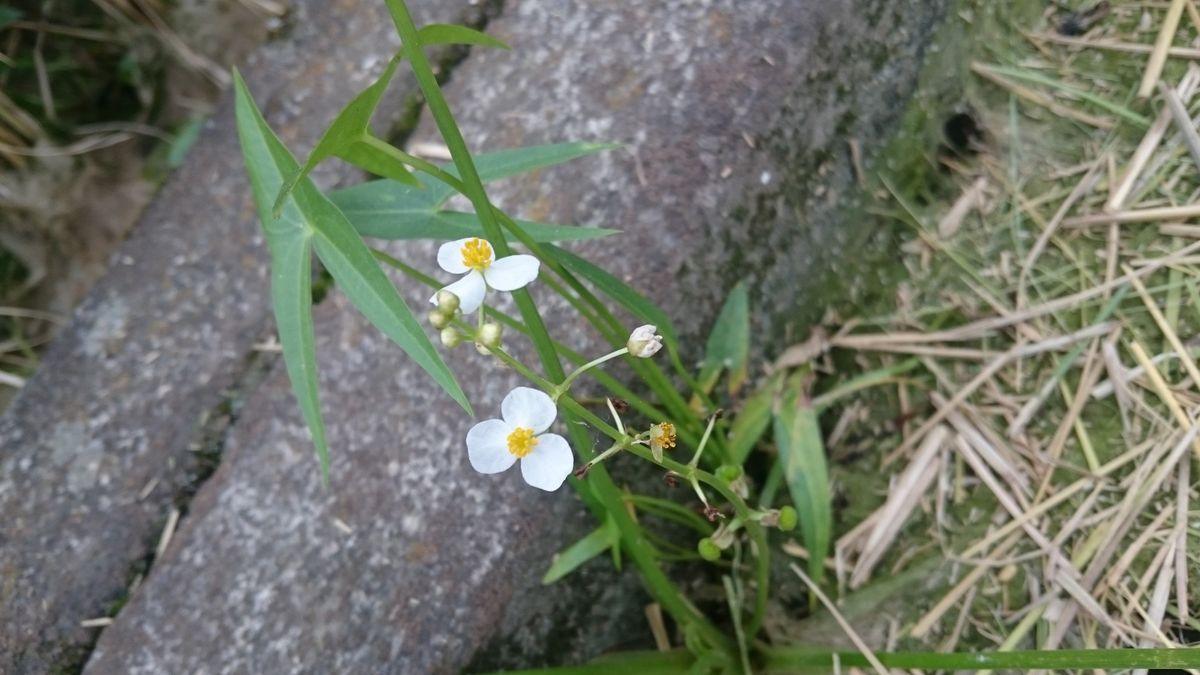 もう一つのキツネ、オモダカ