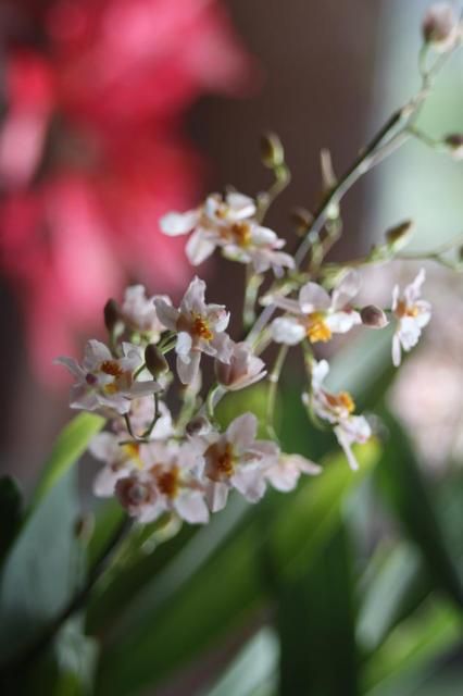 トゥインクルが花盛り