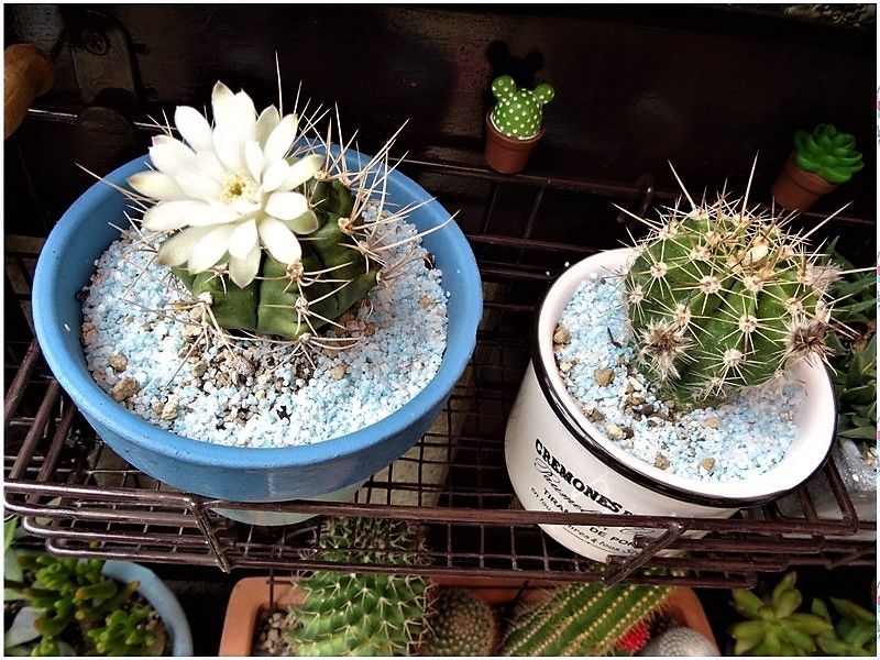 🌵今日の翠晃冠サボテン🌵