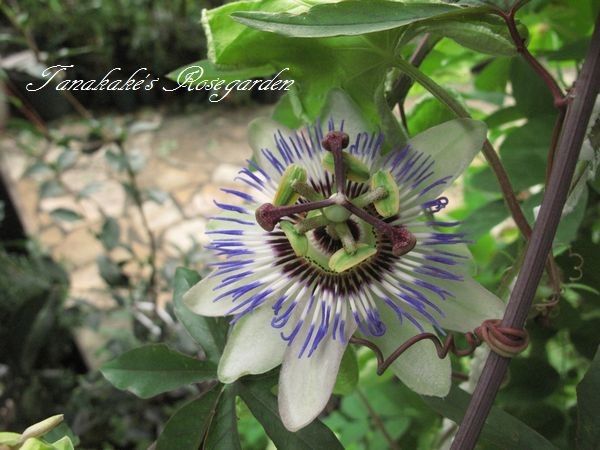 トケイソウ開花