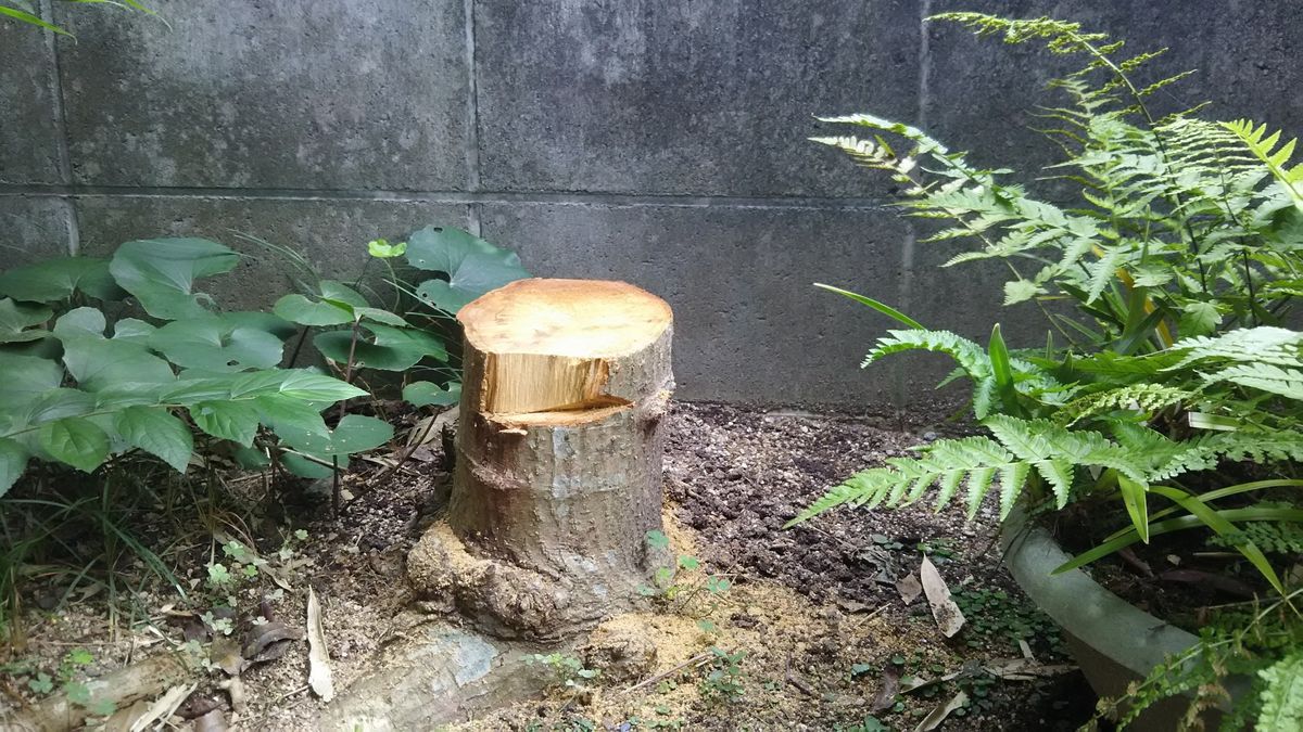 台風が恨めしい