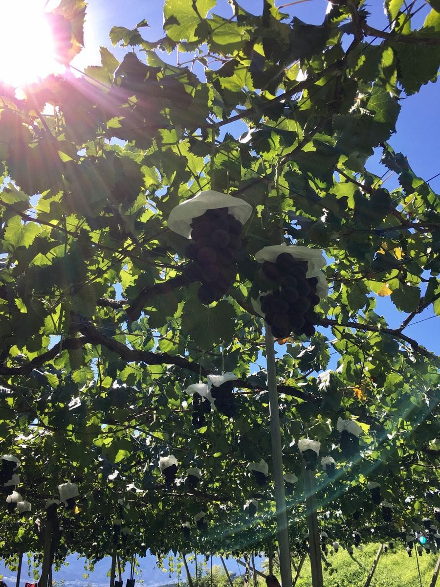 今年もぶどう狩りへ🍇