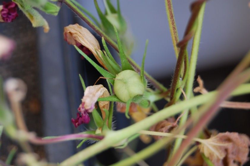 発芽状況のメモ