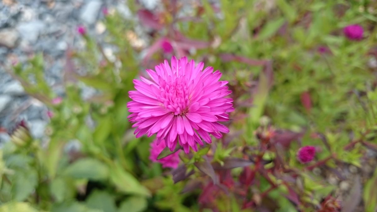 今日の花