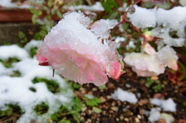 雪の朝②